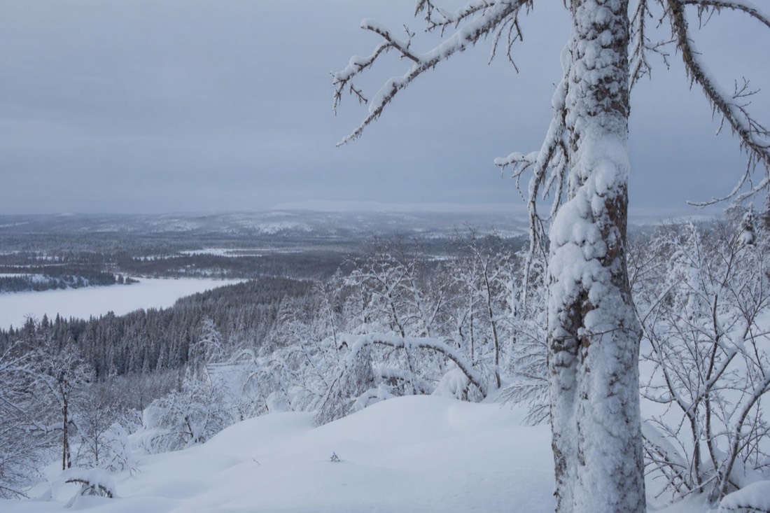 Snow-covered Finnish Lapland landscape in natural winter light