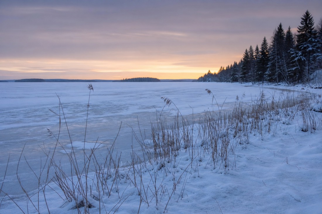 Una orilla helada con juncos asomando entre la nieve en un lago de Laponia