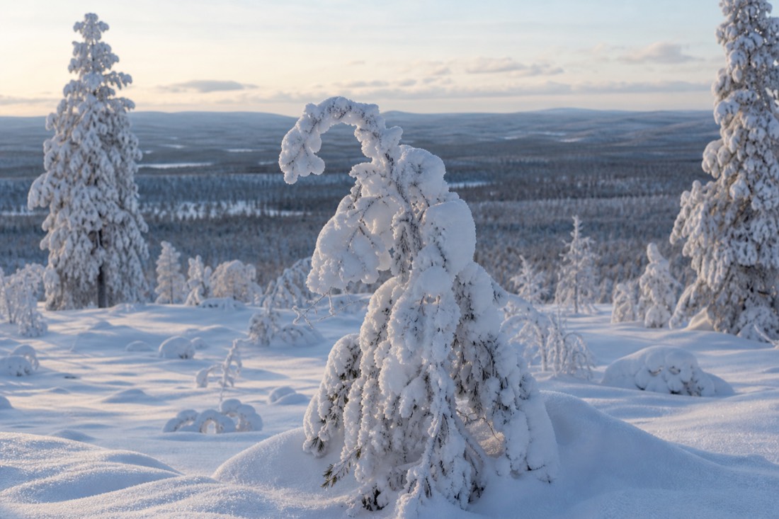 Snow-covered Finnish Lapland landscape in natural winter light