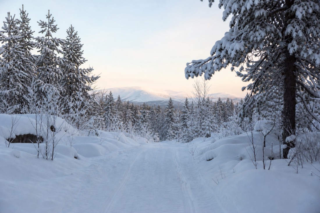自然の冬の光に照らされた雪に覆われたフィンランドのラップランドの風景