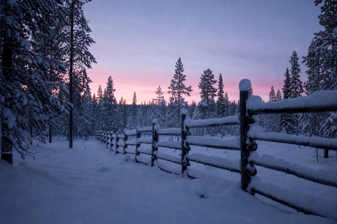 A snow-covered wooden fence line running into Lapland forest at dusk