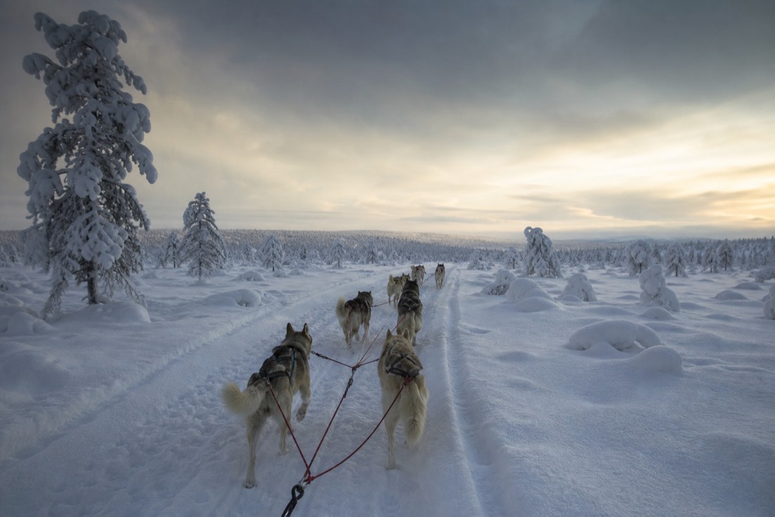 Snow-covered Finnish Lapland landscape in natural winter light