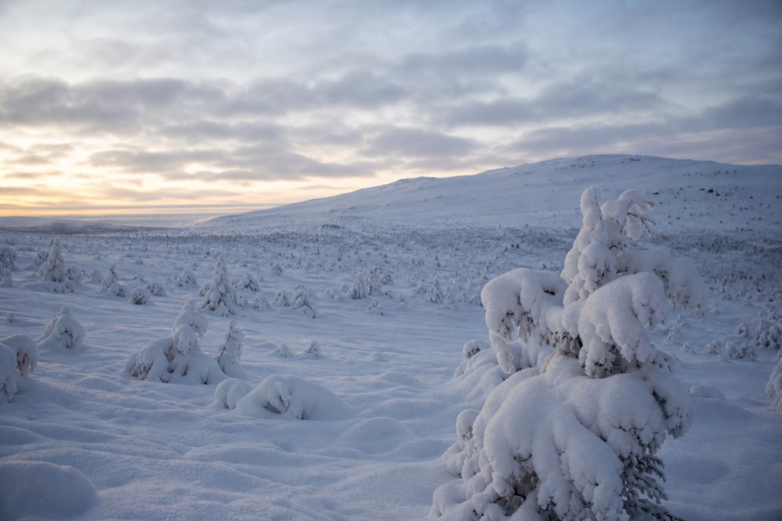 Snow-covered Finnish Lapland landscape in natural winter light