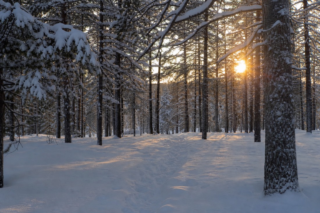 Snow-covered Finnish Lapland landscape in natural winter light