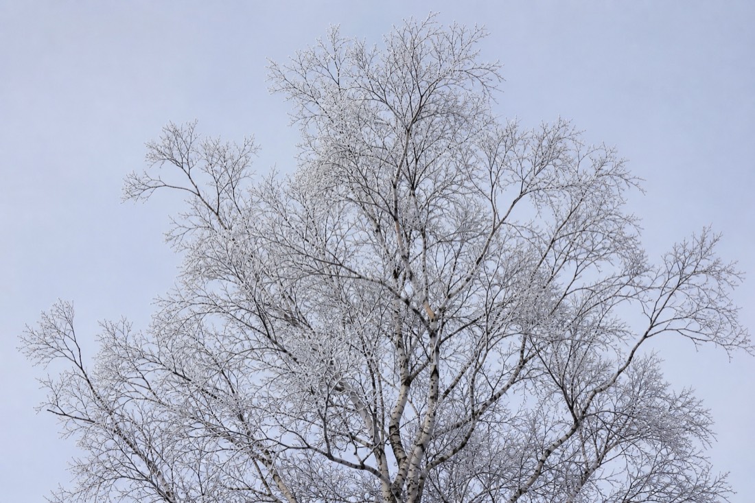 Bare Arctic birch against a pale winter sky with frost on every branch