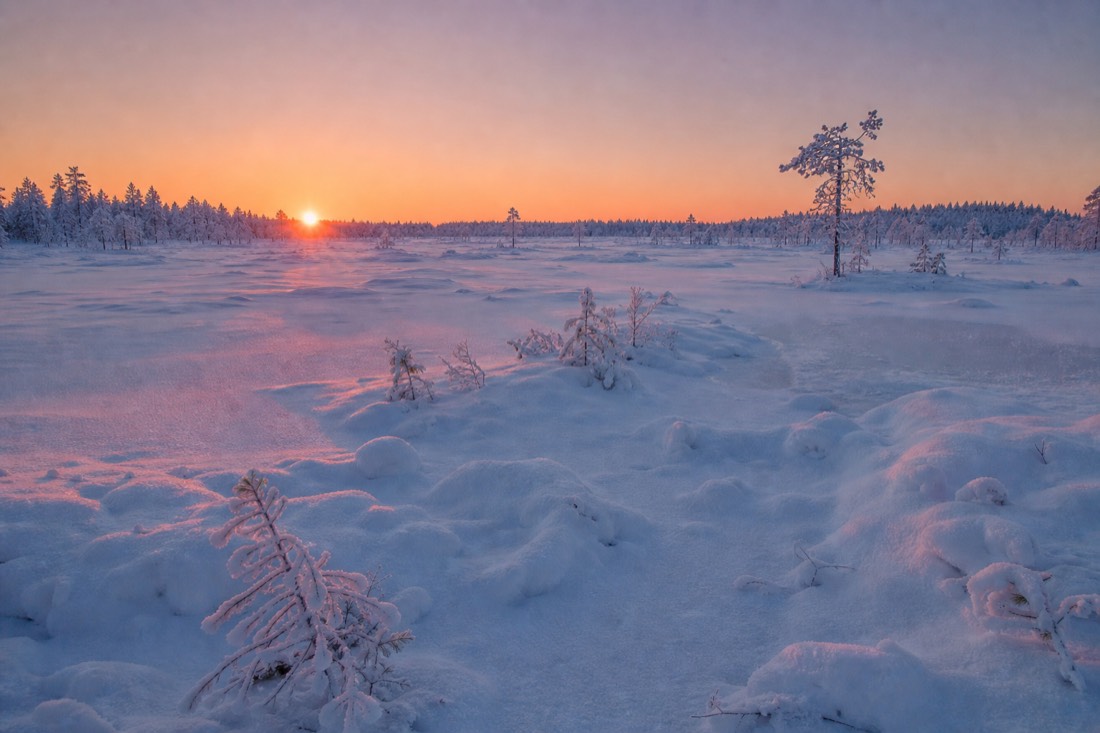 A frozen bog in Lapland at sunrise, low pink light across untouched snow