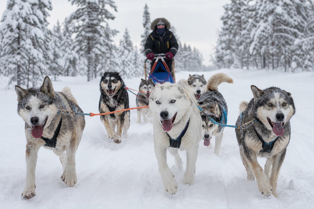 A team of energetic huskies in harness in deep snow, ready to pull a sled through Lapland forest, winter conditions