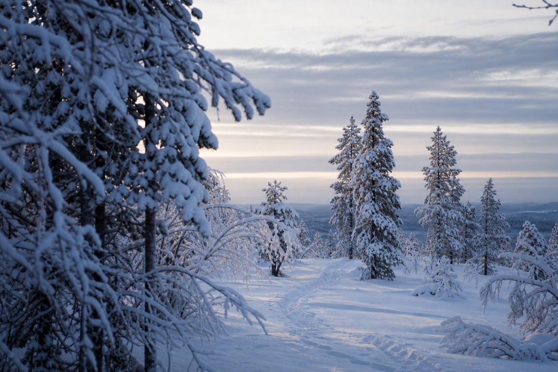 Snow-covered Finnish Lapland landscape in natural winter light