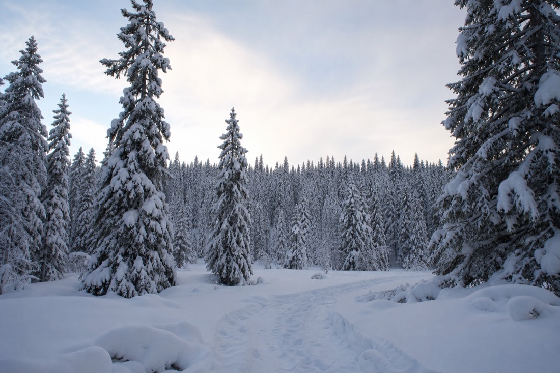 Snow-covered Finnish Lapland landscape in natural winter light