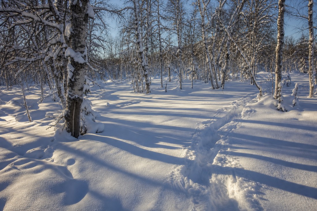 Deep untouched powder in a Lapland birch stand, long blue shadows in low winter sun