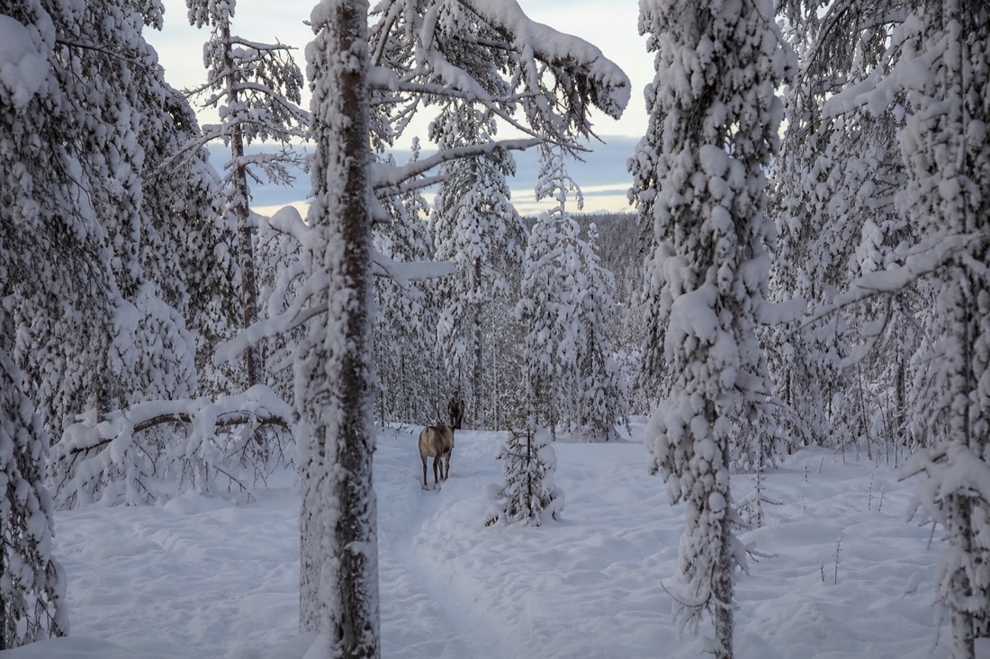 Snow-covered Finnish Lapland landscape in natural winter light