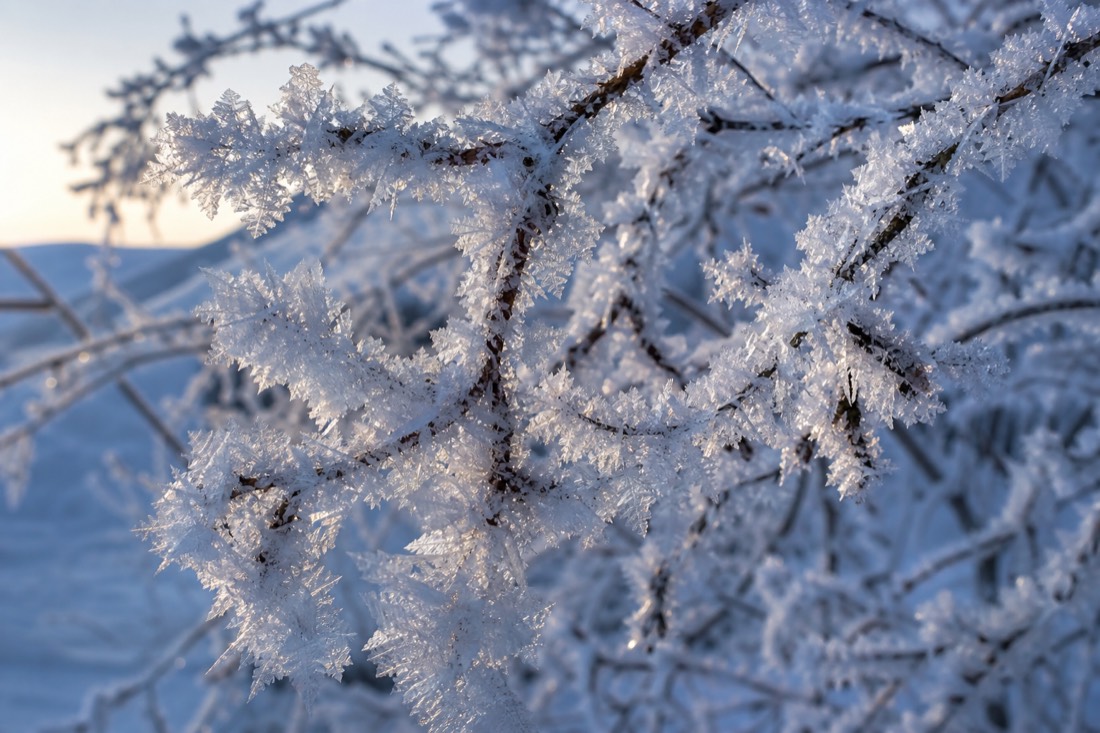 Cristales de hielo y escarcha en las ramas, detalle de una mañana de invierno en Laponia