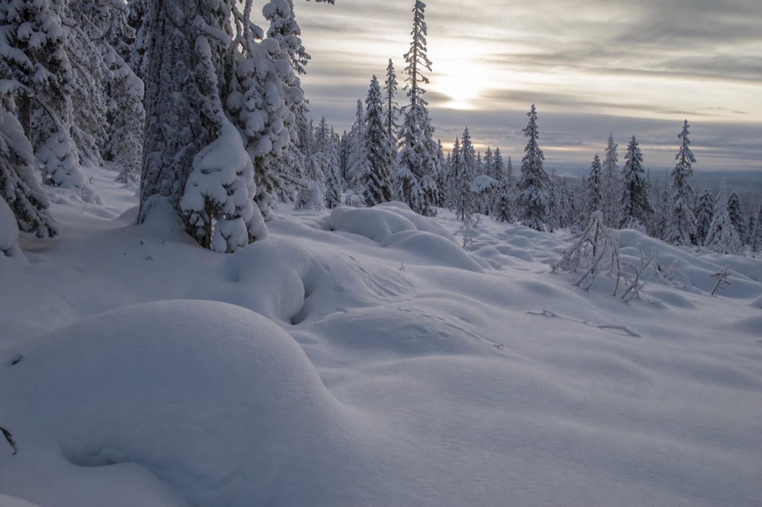 Snow-covered Finnish Lapland landscape in natural winter light