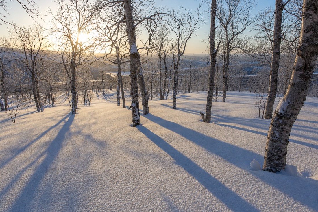 Diep, ongerept poedersneeuw in een Laplands berkenbos, lange blauwe schaduwen in de lage winterzon