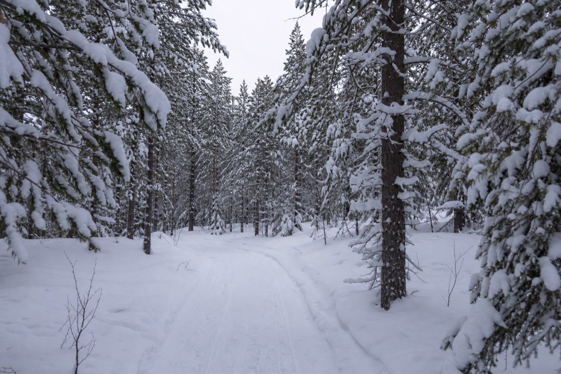 A Lapland forest track in flat midday light with heavy snow on the branches