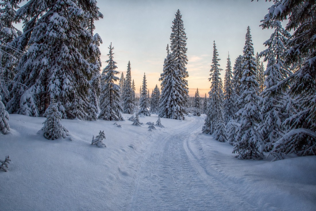 A cleared track through deep snow leading into Lapland forest at first light