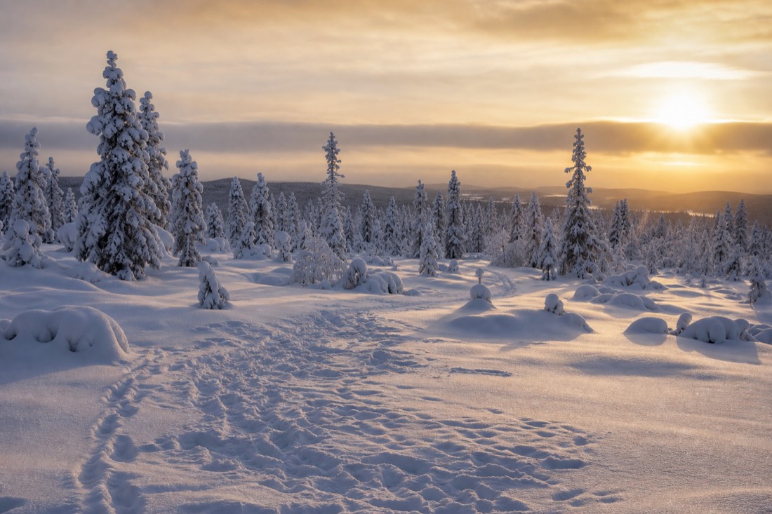Snow-covered Finnish Lapland landscape in natural winter light