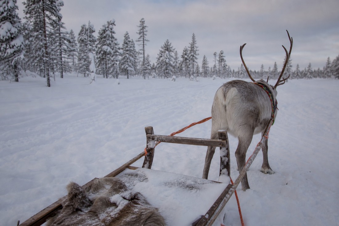 Snow-covered Finnish Lapland landscape in natural winter light
