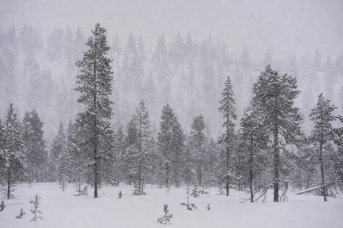 Snowfall over a dense Lapland forest, visibility short, soft grey light