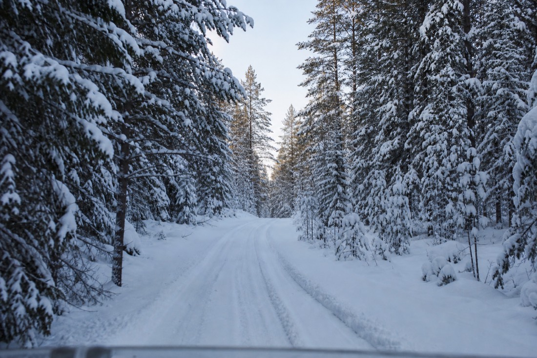Eine schmale, schneebedeckte Waldstraße durch Lapplands Fichten, Spuren führen voraus