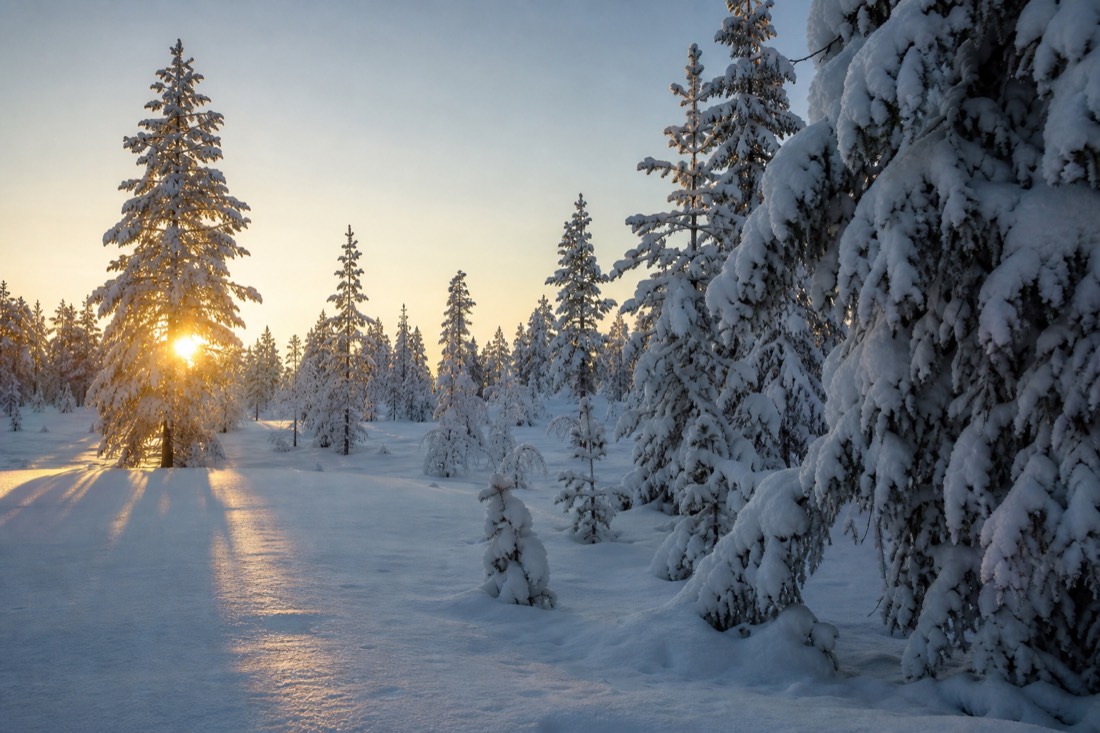 Spätnachmittagssonne durch schneebedeckte Fichten, lange Schatten über einer Lichtung in Lappland