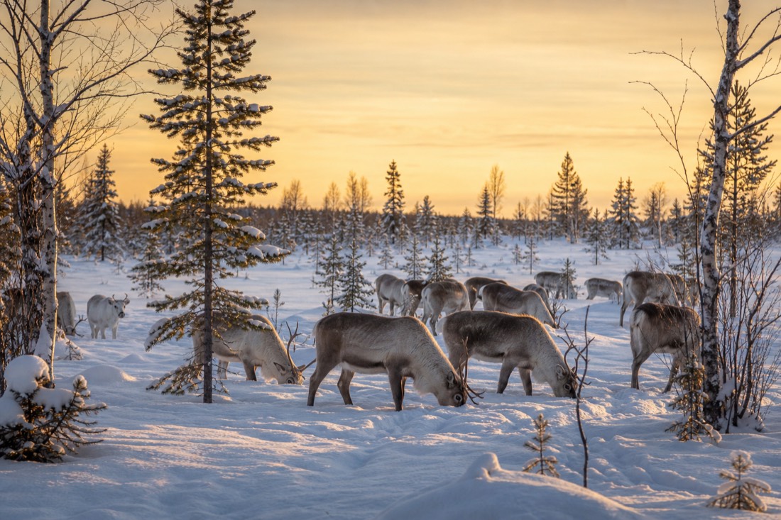 A reindeer herd grazing in deep snow among Arctic birch and spruce trees in Finnish Lapland at golden hour
