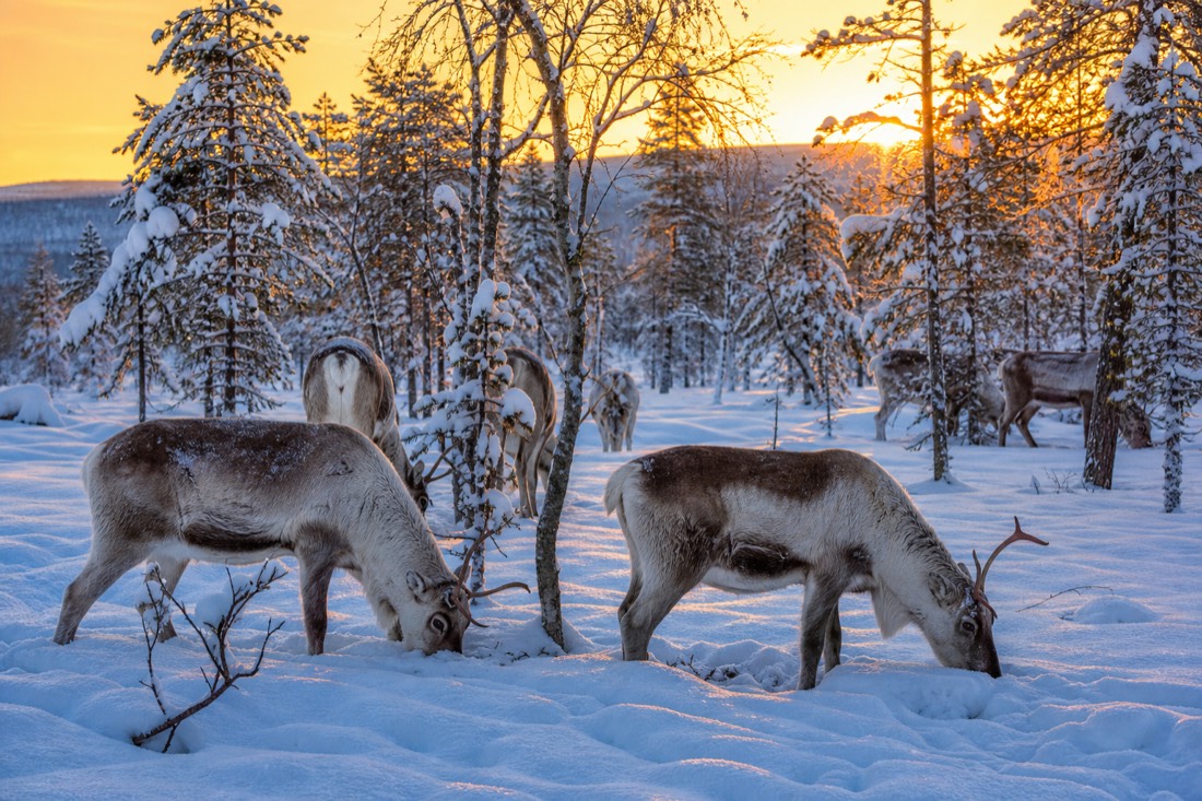 A reindeer herd grazing in deep snow among Arctic birch and spruce trees in Finnish Lapland at golden hour