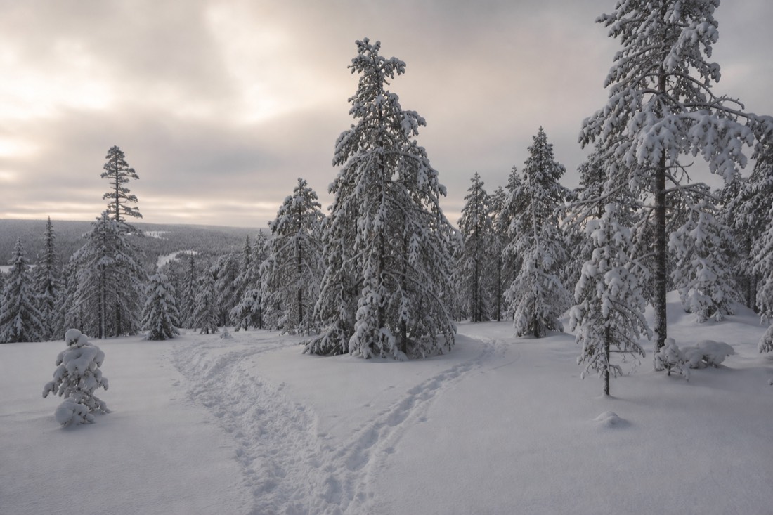 Snow-covered Finnish Lapland landscape in natural winter light