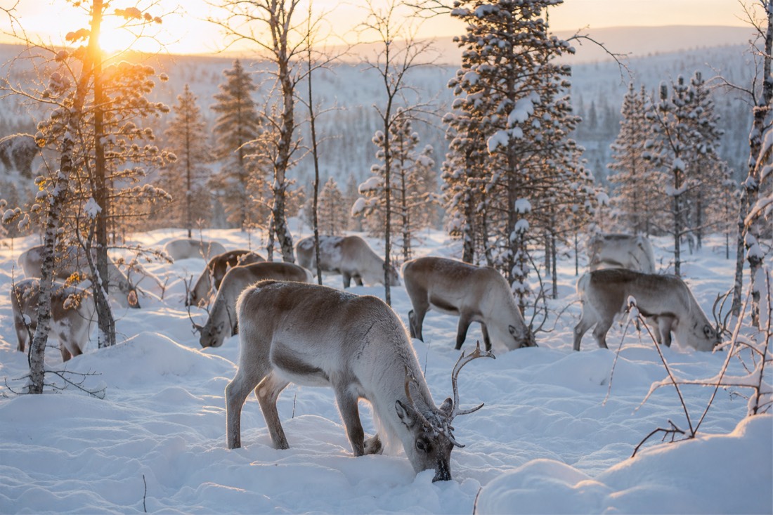 A reindeer herd grazing in deep snow among Arctic birch and spruce trees in Finnish Lapland at golden hour