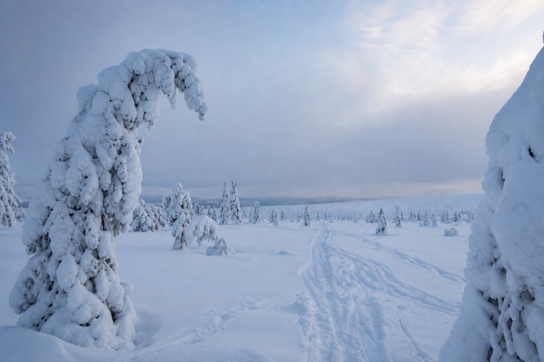 Schneebedeckte Landschaft von Finnisch-Lappland im natürlichen Winterlicht