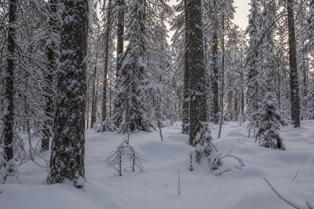 Ein ruhiger Lappland-Wald nach frischem Schnee, ohne Spuren irgendwo