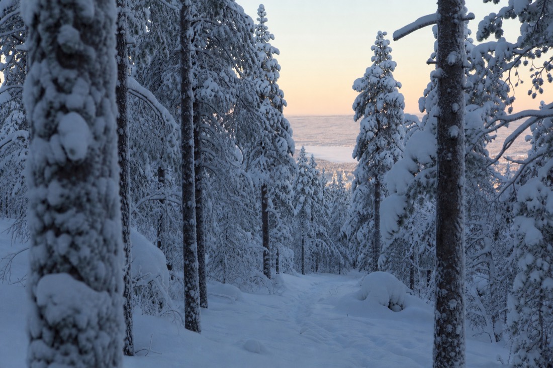 Paesaggio invernale della Lapponia finlandese coperto di neve sotto la luce naturale