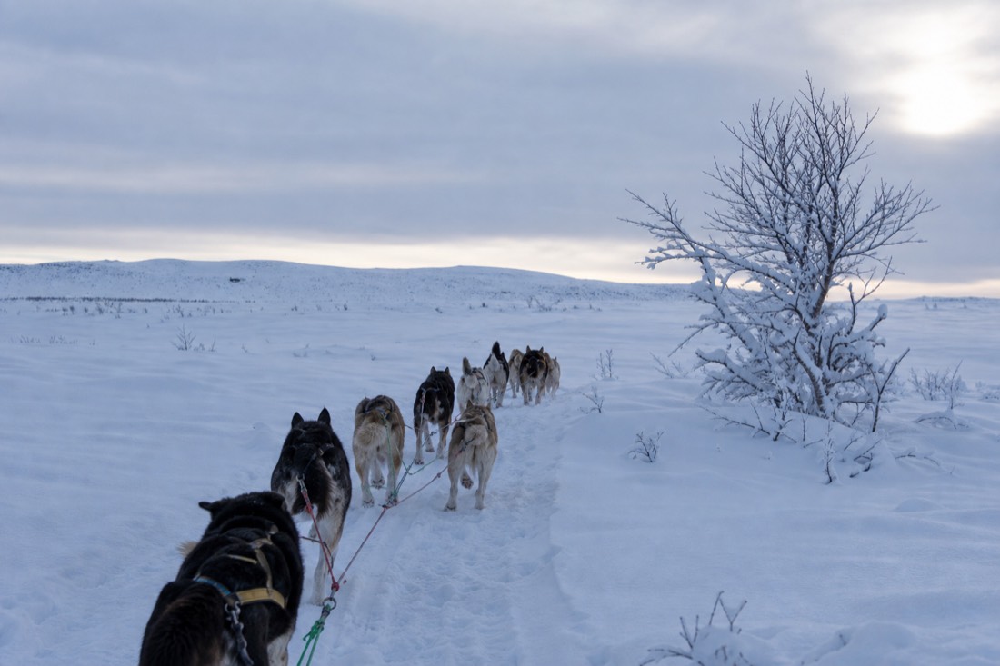 Paesaggio invernale della Lapponia finlandese coperto di neve sotto la luce naturale