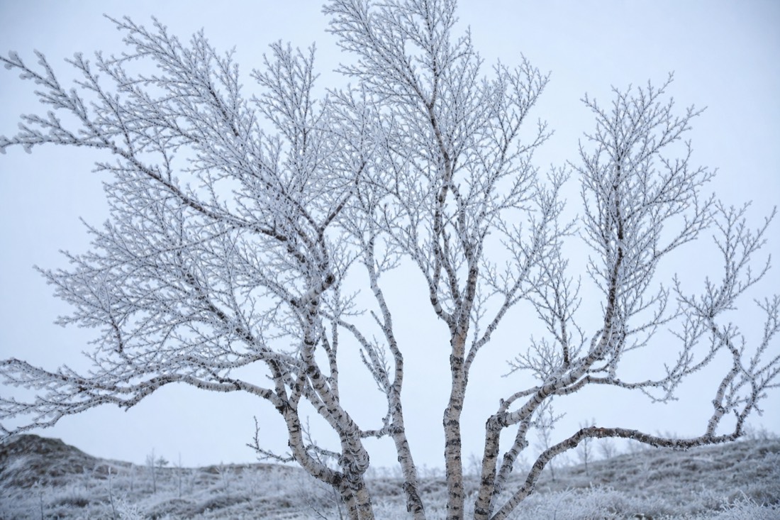 Betulle artiche nude contro un cielo invernale pallido, con brina su ogni ramo