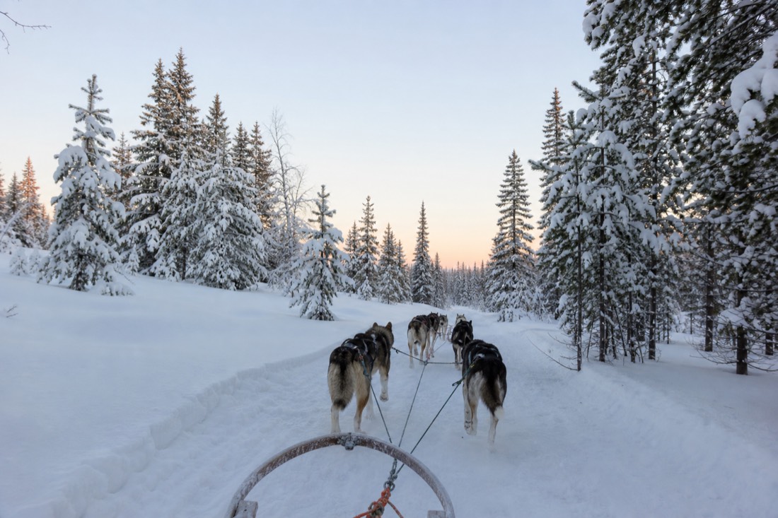 Snow-covered Finnish Lapland landscape in natural winter light
