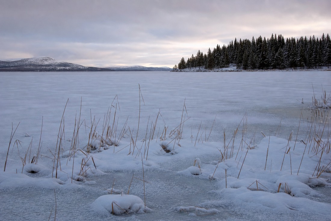 Una riva ghiacciata con canne che spuntano dalla neve su un lago della Lapponia