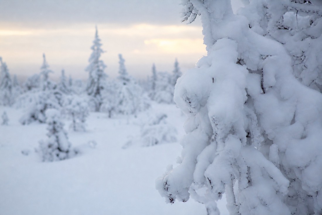 Snow-covered Finnish Lapland landscape in natural winter light
