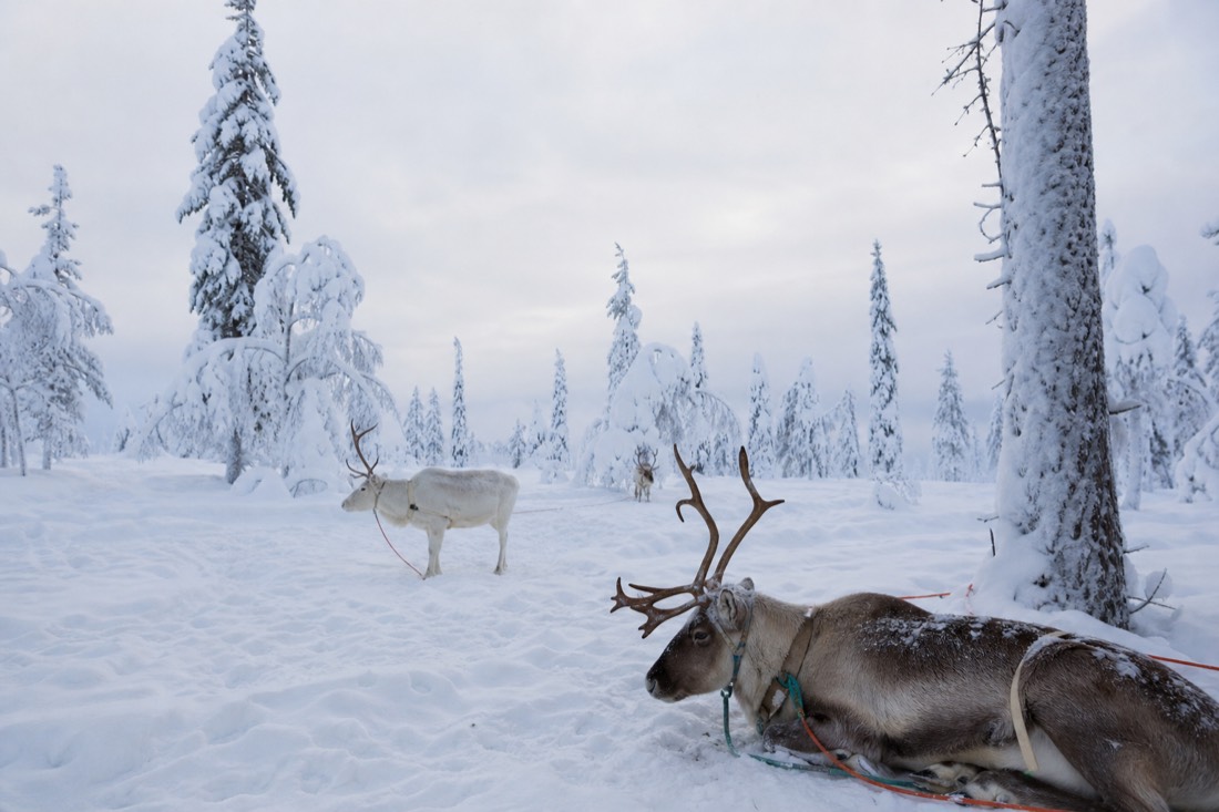 Snow-covered Finnish Lapland landscape in natural winter light