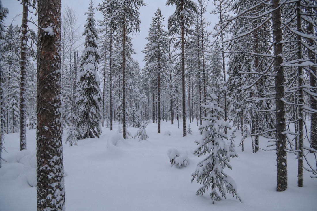 A quiet Lapland forest interior after fresh snow, no tracks anywhere