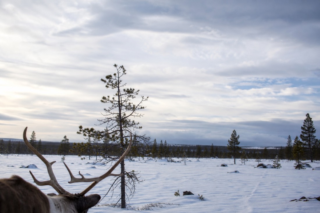 Snow-covered Finnish Lapland landscape in natural winter light