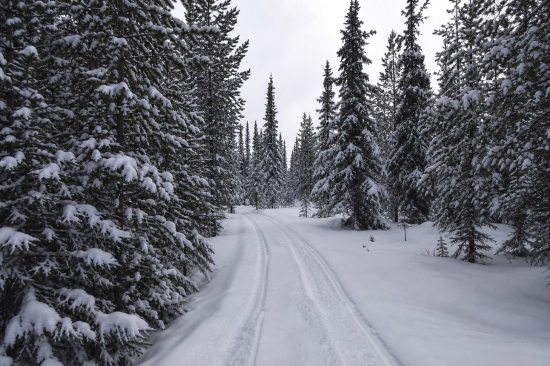 A narrow snow-covered forest road through Lapland spruce, tracks running ahead
