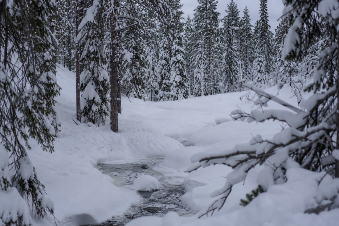 Snow-covered Finnish Lapland landscape in natural winter light
