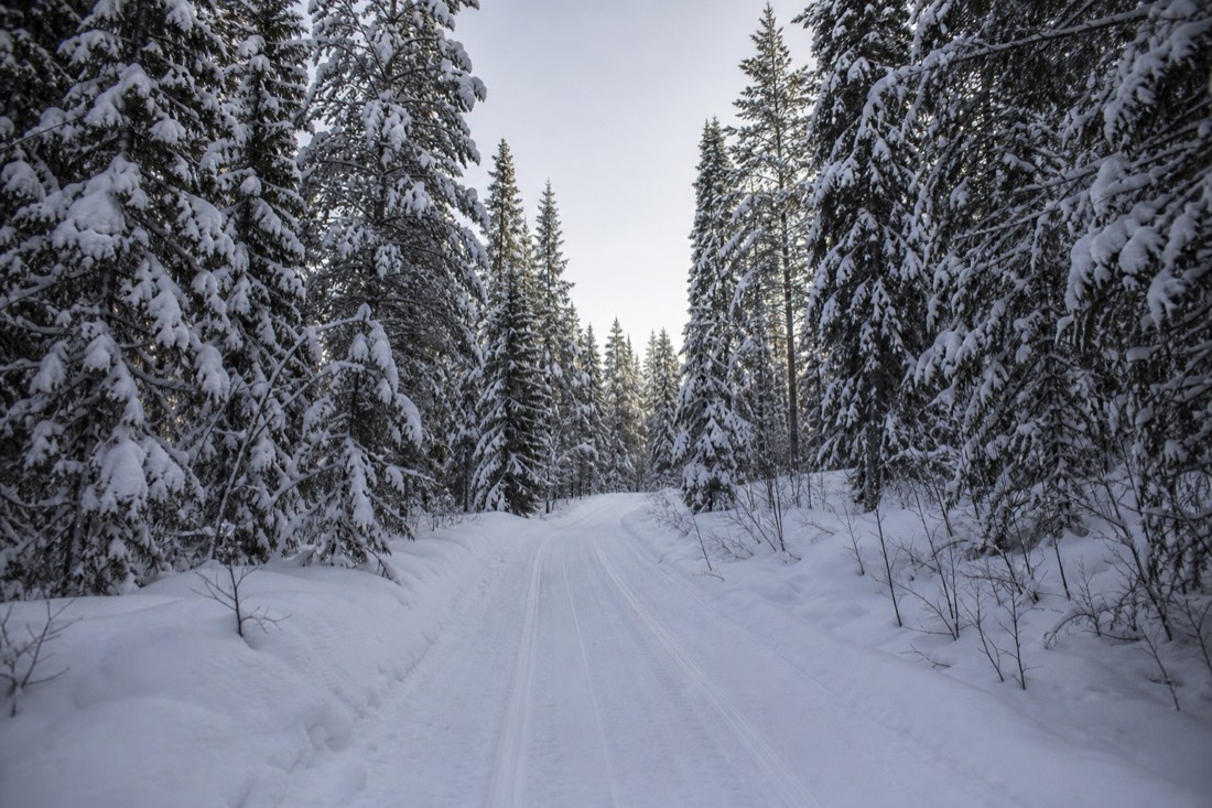 Un estrecho camino forestal cubierto de nieve entre abetos de Laponia, con huellas hacia adelante