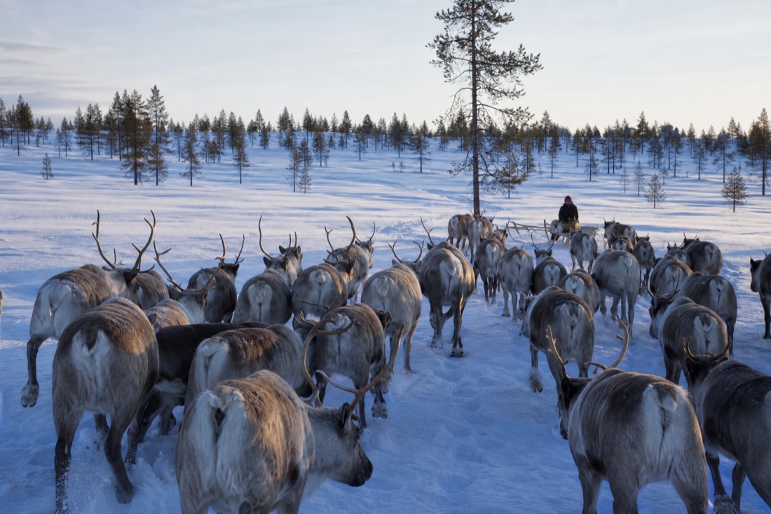 Snow-covered Finnish Lapland landscape in natural winter light