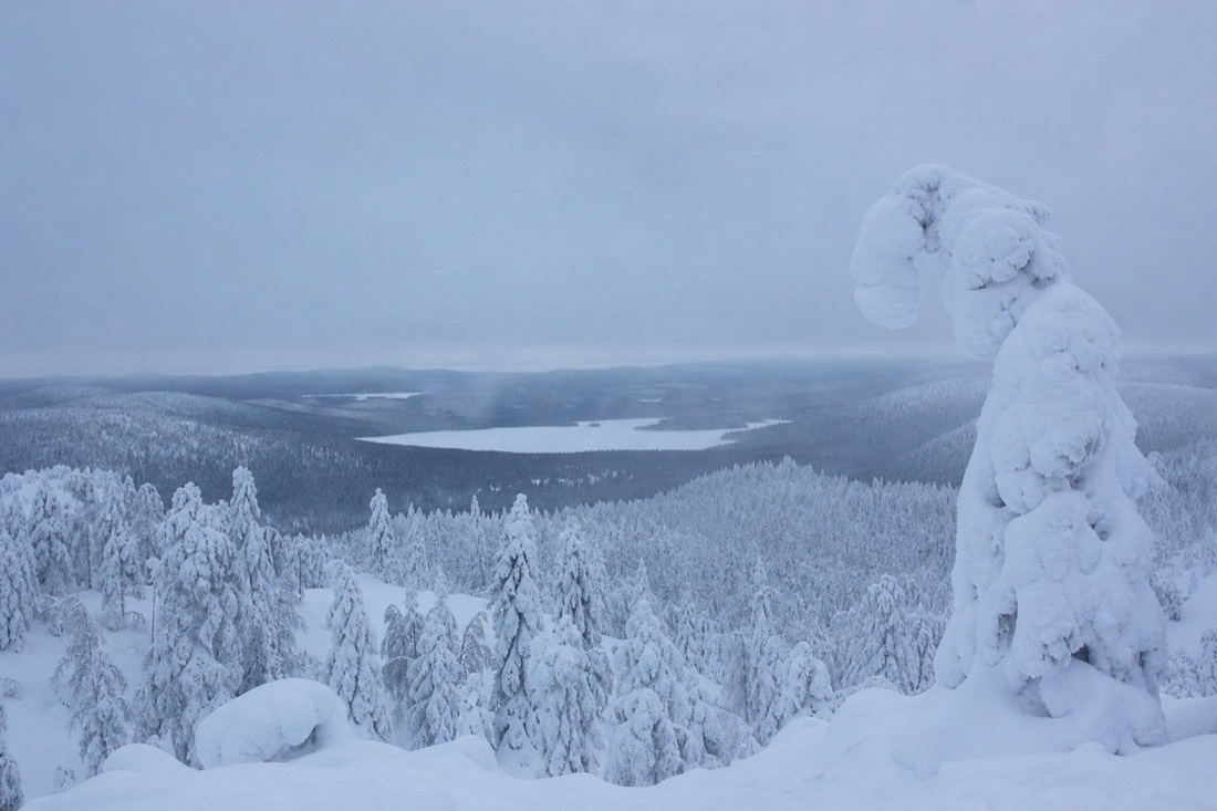 Snow-covered Finnish Lapland landscape in natural winter light