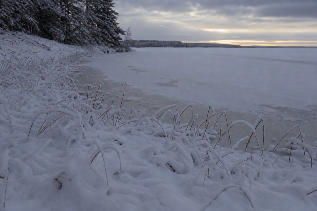 Ein zugefrorener Uferstreifen mit Schilf, das durch den Schnee auf einem Lappland-See sticht