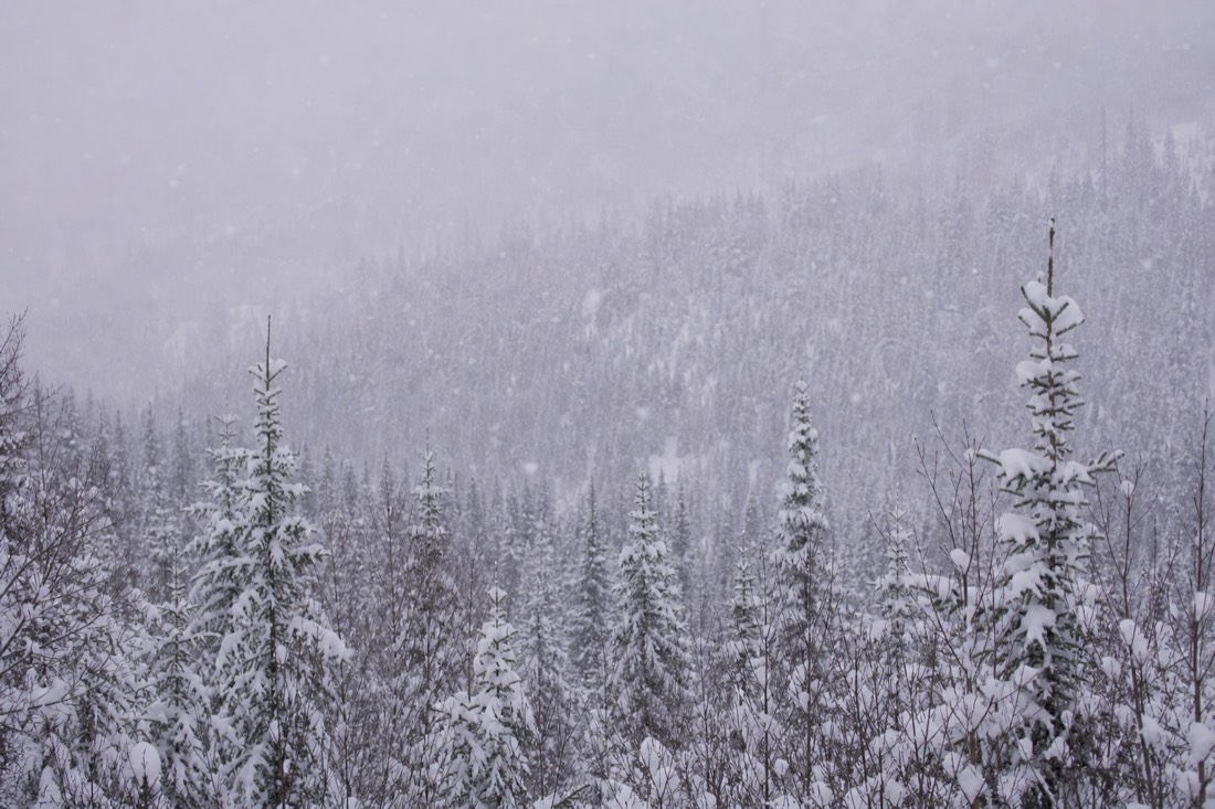 Schneefall über einem dichten Lappland-Wald, Sichtweite gering, sanftes graues Licht