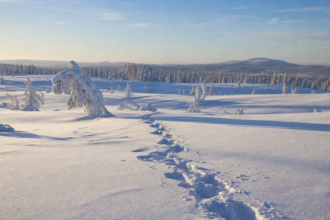 Snow-covered Finnish Lapland landscape in natural winter light