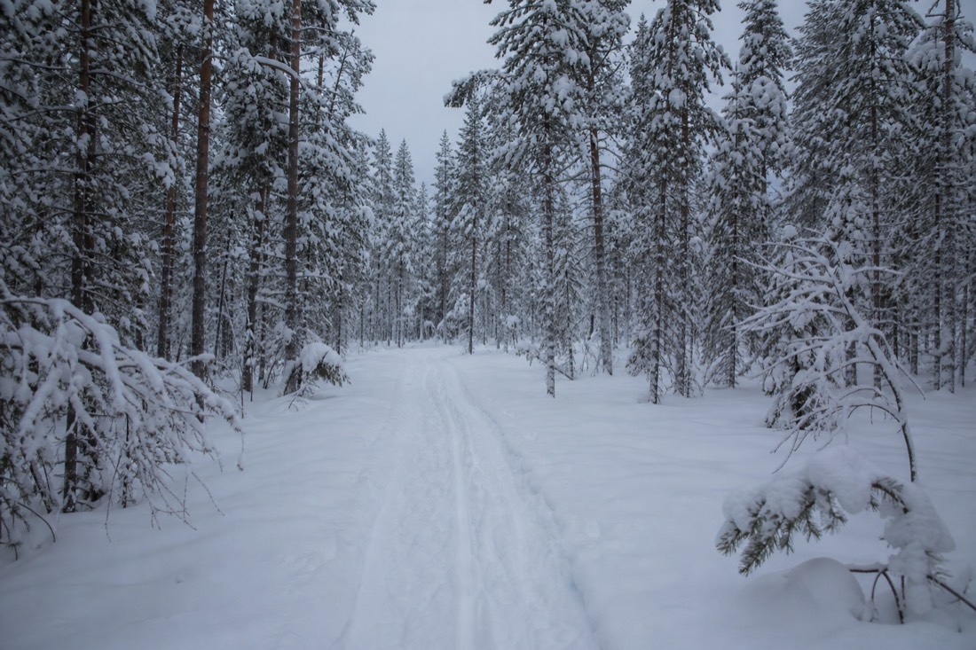 Snow-covered Finnish Lapland landscape in natural winter light