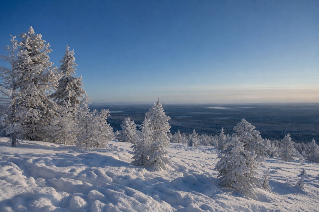 Ein mit Raureif überzogener Kiefernwald auf einem Hügel in Lappland unter klarem, kaltem Himmel